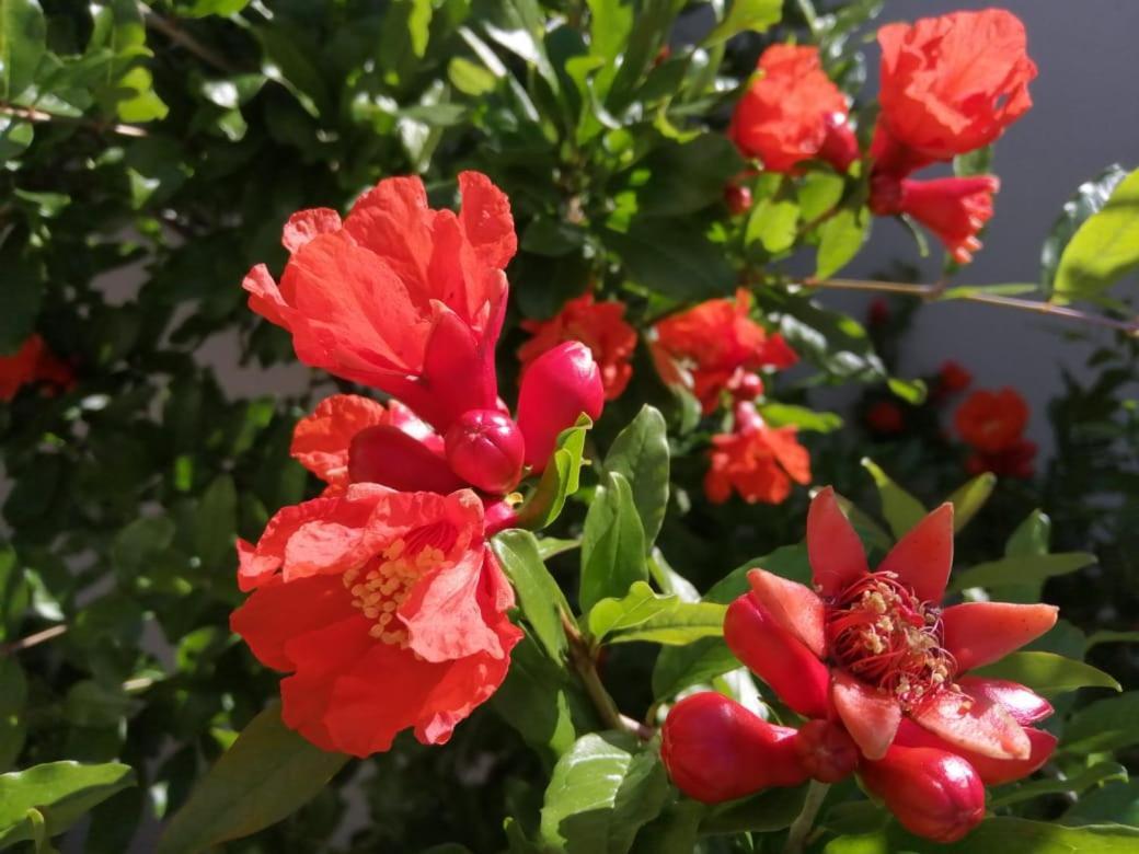 ראוסונוויל Monte Rosa Guesthouse מראה חיצוני תמונה