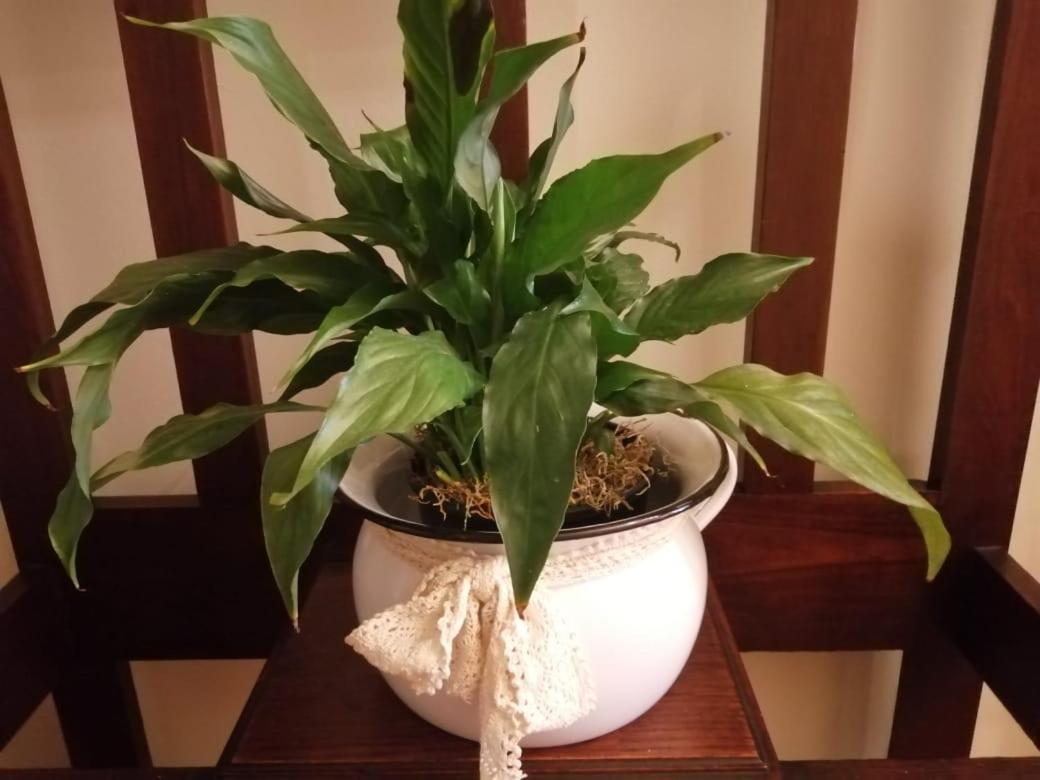 ראוסונוויל Monte Rosa Guesthouse מראה חיצוני תמונה